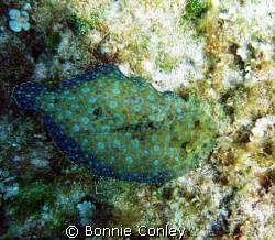 Peacock Flounder seen in Grand Cayon August 2008. Photo t... by Bonnie Conley 